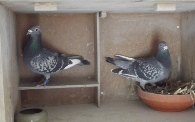 De verschillende manieren om koppels samen te stellen (deel 3 en slot)