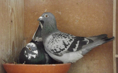 De verschillende manieren om koppels samen te stellen (deel 1)