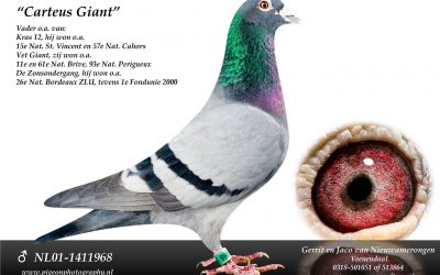 ‘De Carteus Giant’ en zijn nazaten