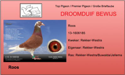 De Perfecte duif: Roos van Comb. Rekker-Westra