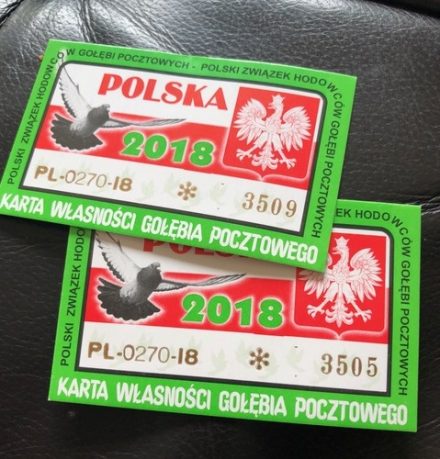 Dagboek van een duivenmelkster (6) … Poolse duivenlossingen in Ede