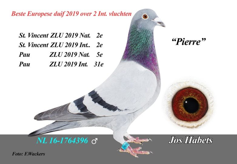 Topper 2019 … ‘Pierre’ van Jos Habets