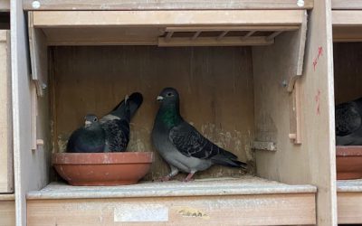 De verschillende manieren om koppels samen te stellen (deel 2)