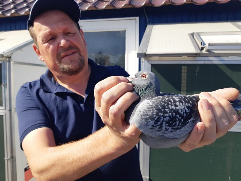 Comb A Wolff En F Sellies Wezep Hebben Duifkampioen Middaglossing 