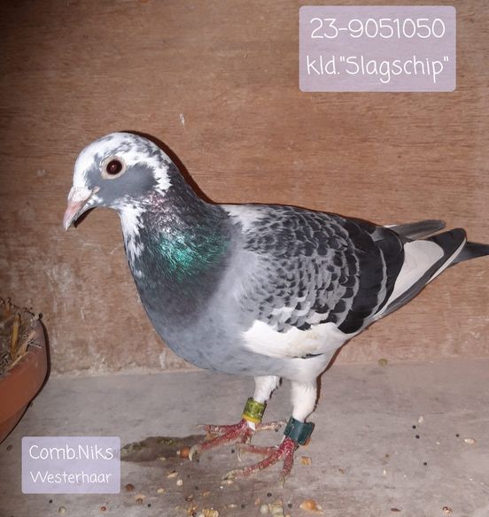 Topper van 2024 … ‘De Bonte 050’ van Comb. Niks