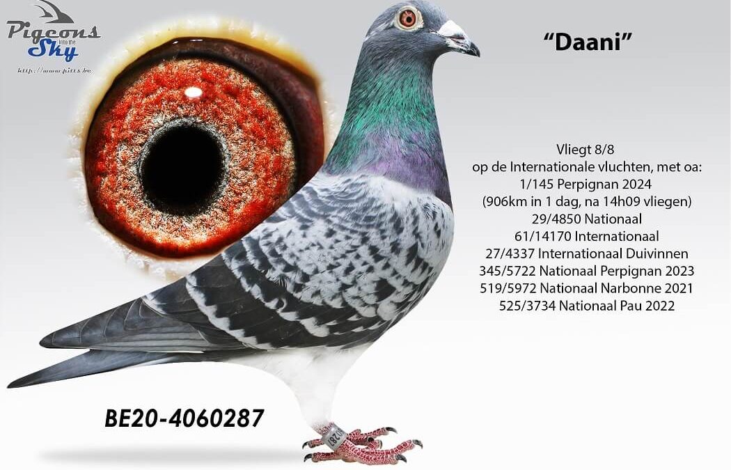 Topper van 2024 … ‘Daani’ van Wouter en Steven Noël