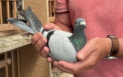 Hij won in 2025: Nico Konijn, Alkmaar, wint Nationaal Bressols (2 en slot)