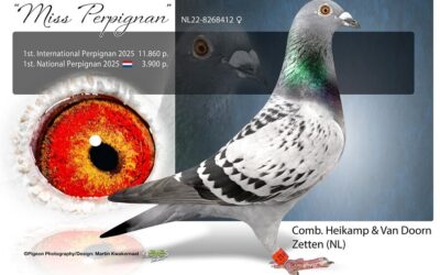 Piet Heikamp-van Doorn, Zetten, winnen Internationaal Perpignan (3 en Slot)