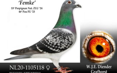 Topper 2025 … ‘Femke’ van Wim Diender uit Grafhorst