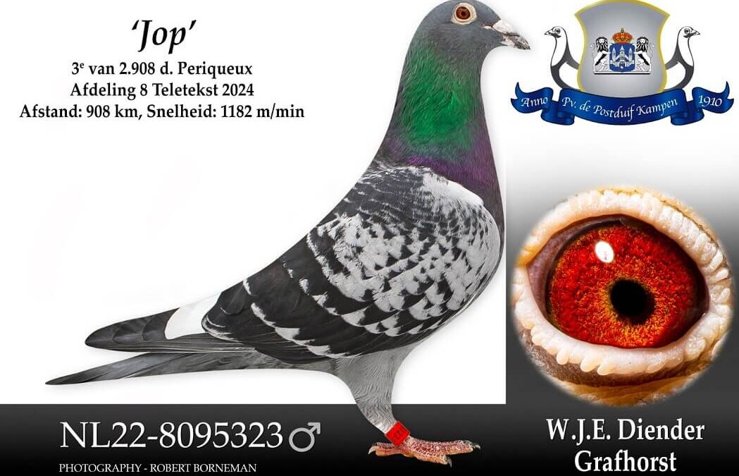 Topper 2025 … ‘Jop’ van Wim Diender uit Grafhorst