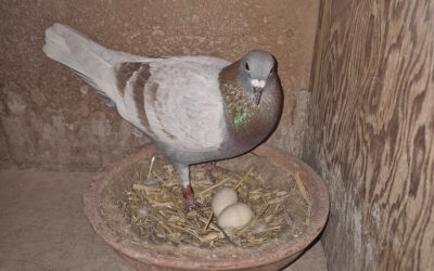 Topper 2025 ‘Night Flight’ van Co Schaftenaar Harderwijk