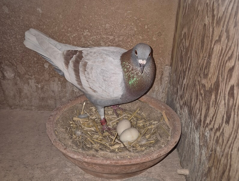 Topper 2025 ‘Night Flight’ van Co Schaftenaar Harderwijk