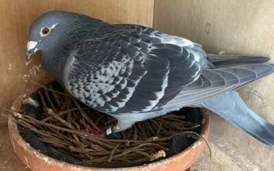 Topper 2025 … ‘De 739’ van Patrick Mudde en André Herpst