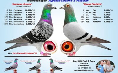 Paul en Sven Saeytijdt, Brakel (B), beleven prachtige seizoenen op de Marathonvluchten (2)