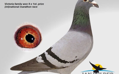 Jan Polder, Middelharnis, 1e Nationale en Internationale Asduif Marathon (2)