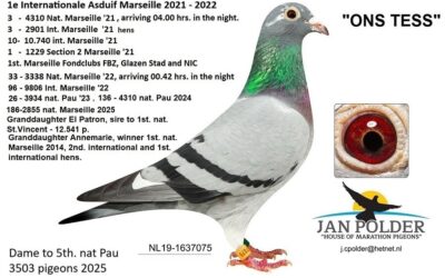 Jan Polder, Middelharnis, 1e Nationale en Internationale Asduif Marathon (3 en slot)