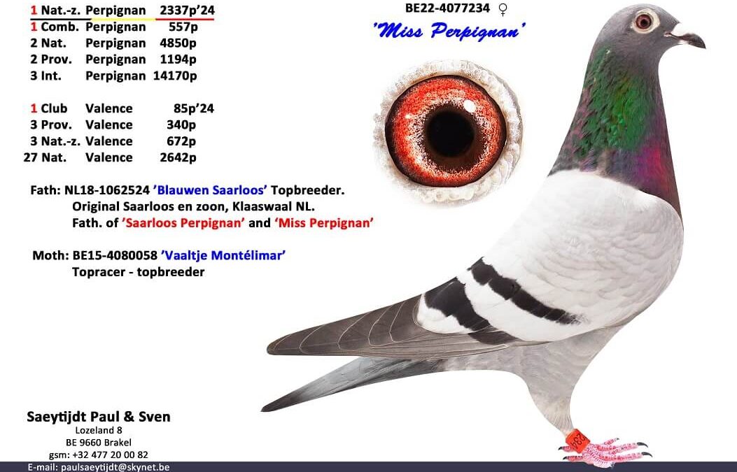 Paul en Sven Saeytijdt, Brakel (B), beleven prachtige seizoenen op de Marathonvluchten (4)