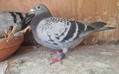 Jay Lissenberg en Kitty Stevens, Utrecht, winnen in 2025 Prachtige Kampioenschappen (5)