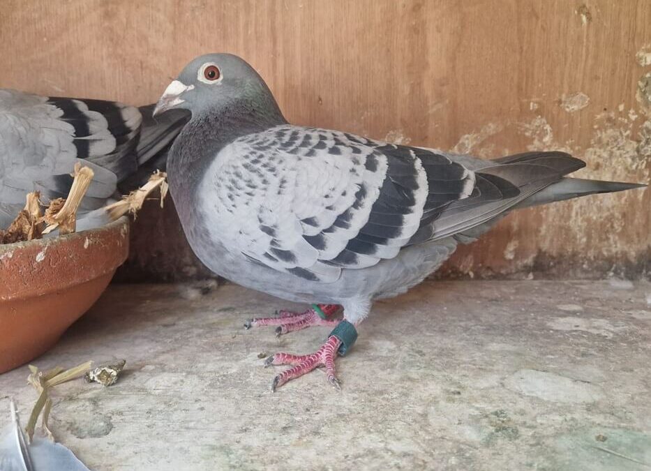 Jay Lissenberg en Kitty Stevens, Utrecht, winnen in 2025 Prachtige Kampioenschappen (5)