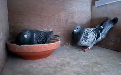 De eieren van de eerste kweekronde zijn gelegd