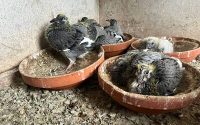 De jongen zijn allemaal uit