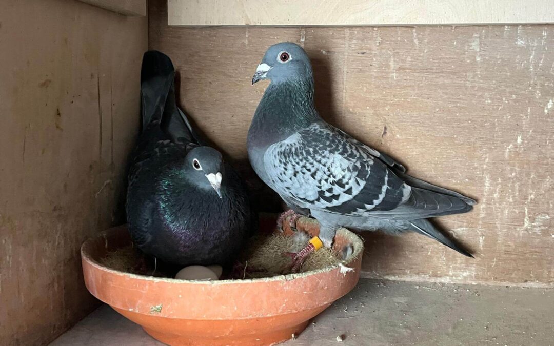 In afwachting van de eerste jongen
