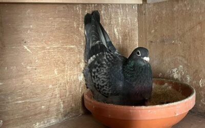 De eerste jongen zijn uit