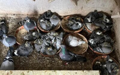 De jongen zitten in het jonge duivenhok met hun moeders