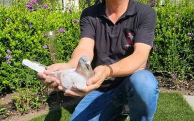 Evert Kampert en zoon Everard Kampert hebben de Asduif over 3 jaar op de Middaglossing (1)